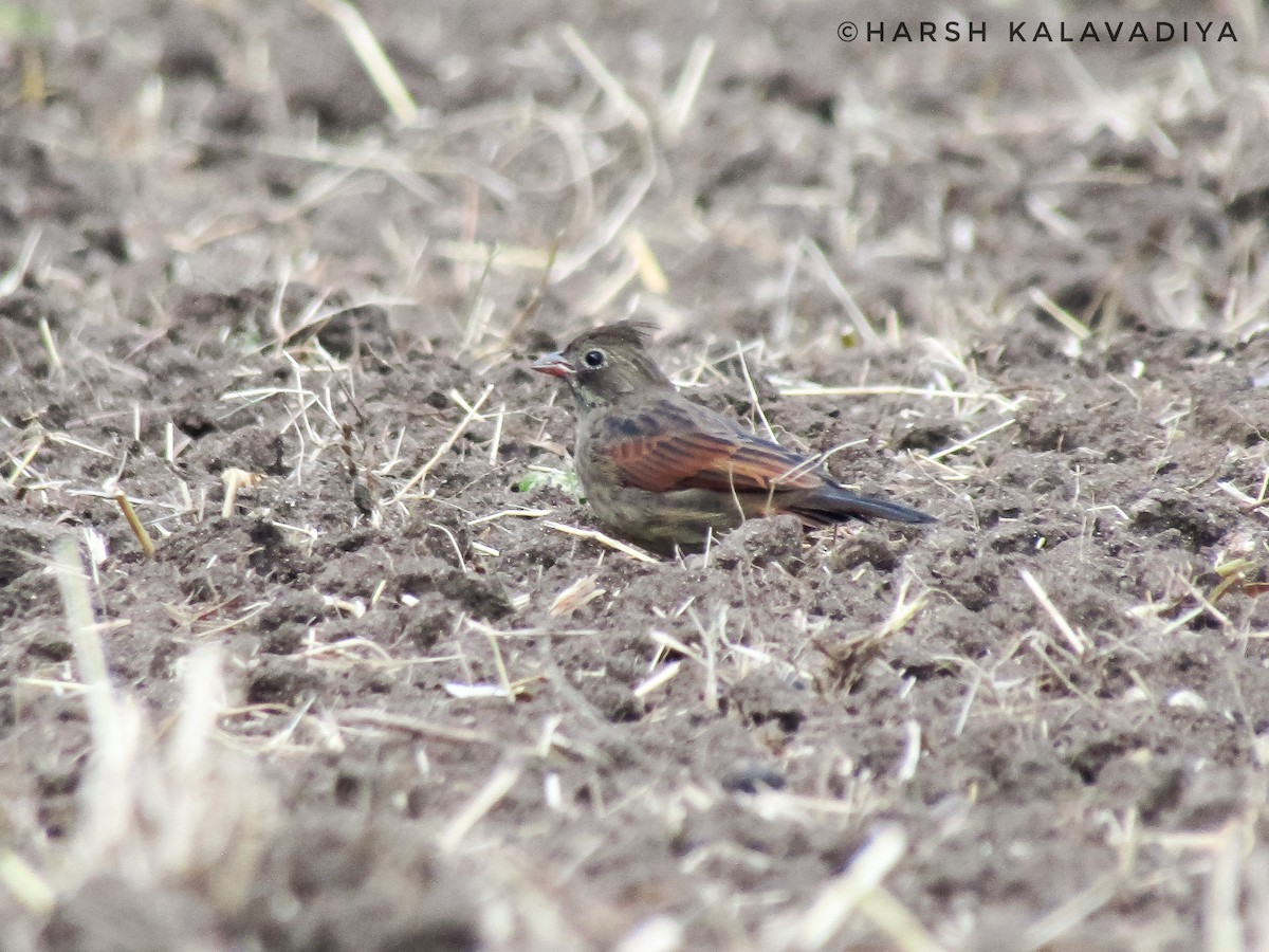 Crested Bunting - ML613711821