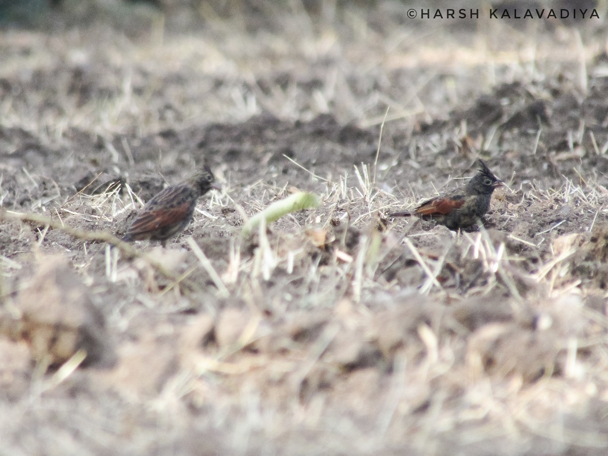 Crested Bunting - ML613711822