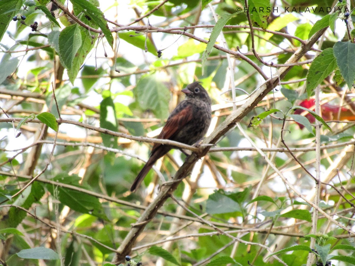 Crested Bunting - ML613711824