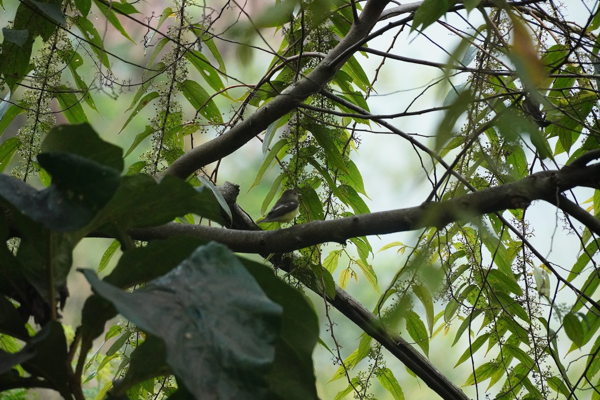 eBird India Checklist - 17 Jan 2024 - Anaikatti - Sholayoor Road ...