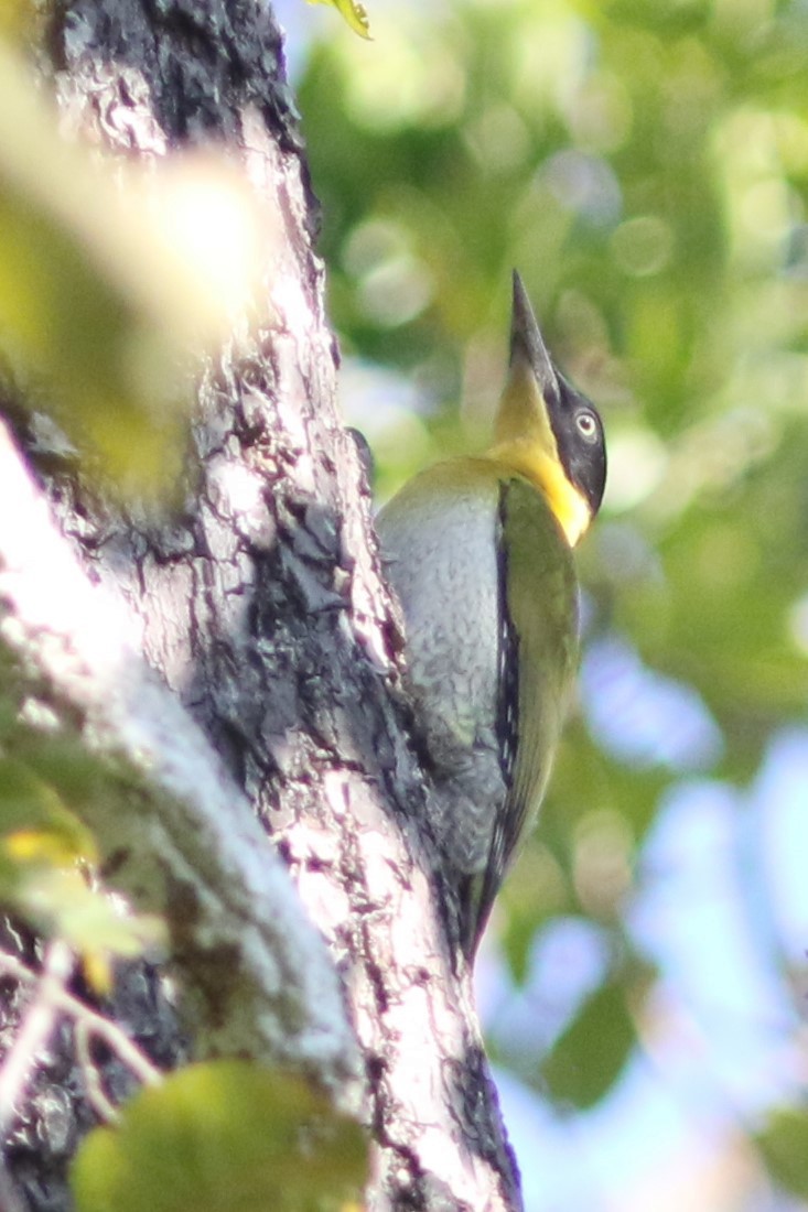 Black-headed Woodpecker at Mae Ping NP (general area) by Jonathan Pap
