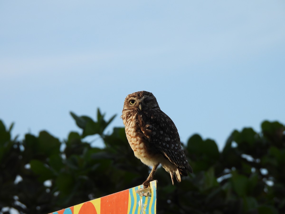 Burrowing Owl - ML613712048