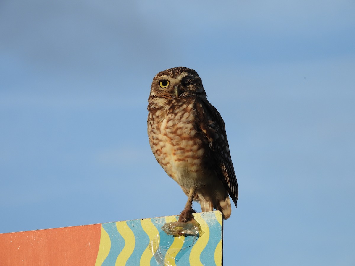 Burrowing Owl - ML613712049