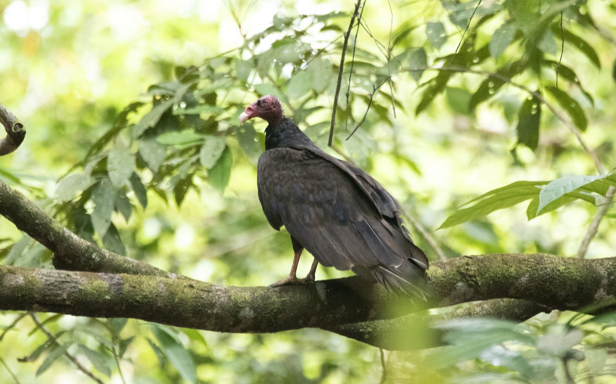 kondor krocanovitý (ssp. ruficollis) - ML613712134
