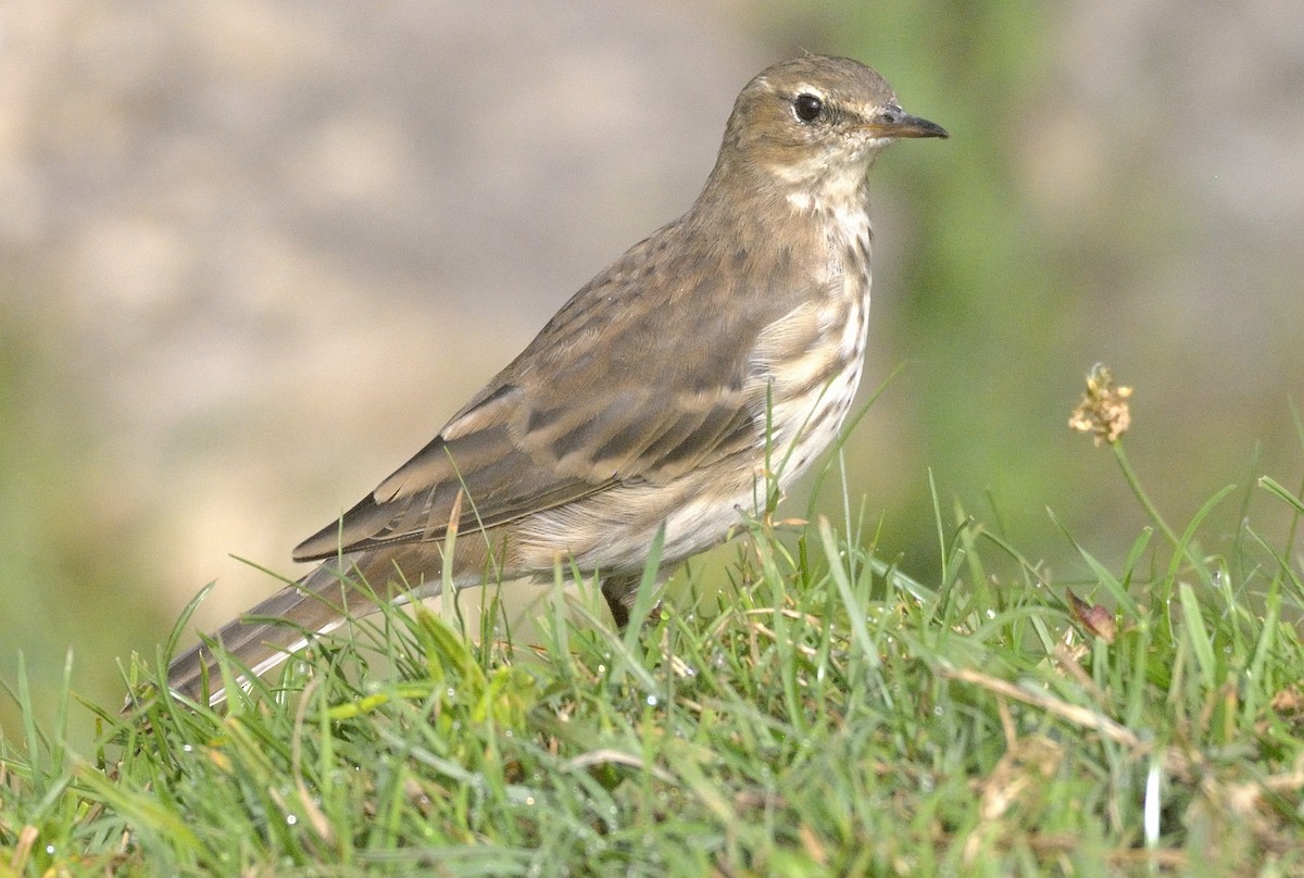 Water Pipit - ML613712152