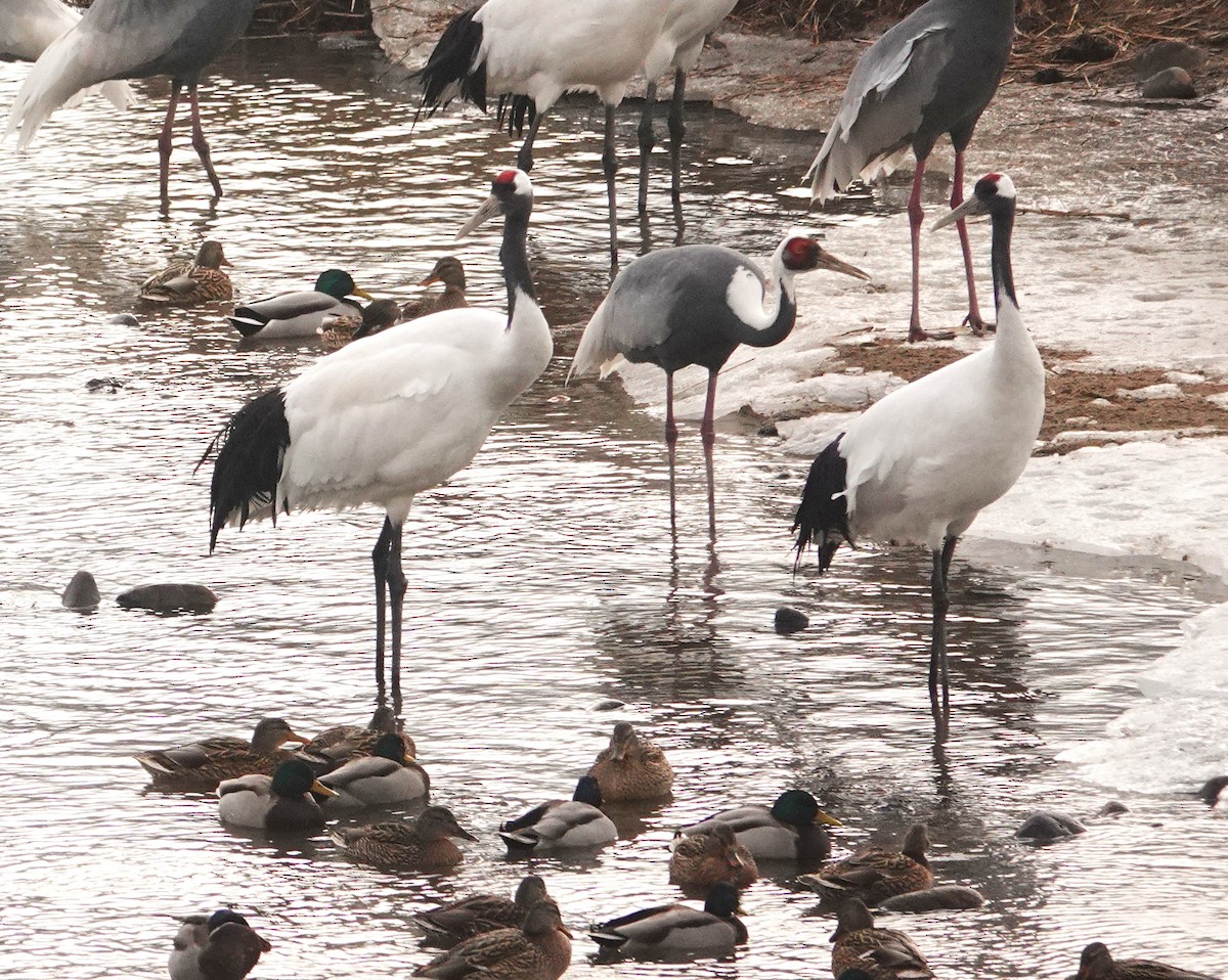 Red-crowned Crane - ML613712338