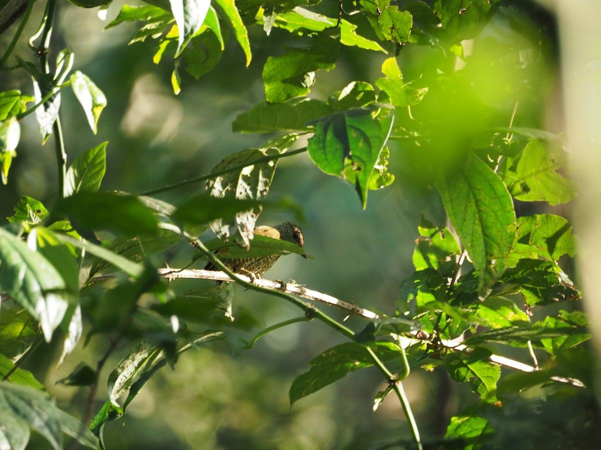 Buff-spotted Woodpecker - ML613712832