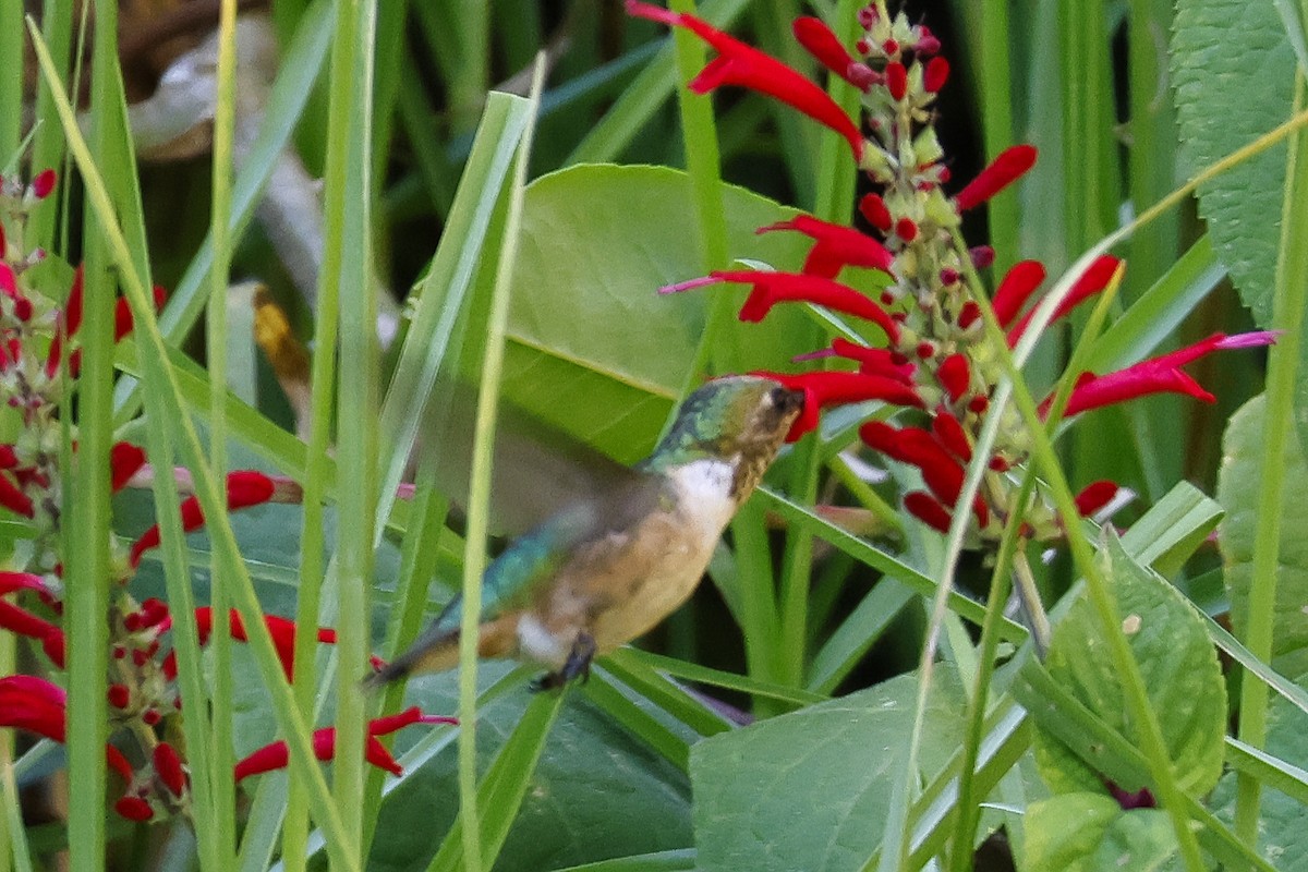 Broad-tailed Hummingbird - ML613712833