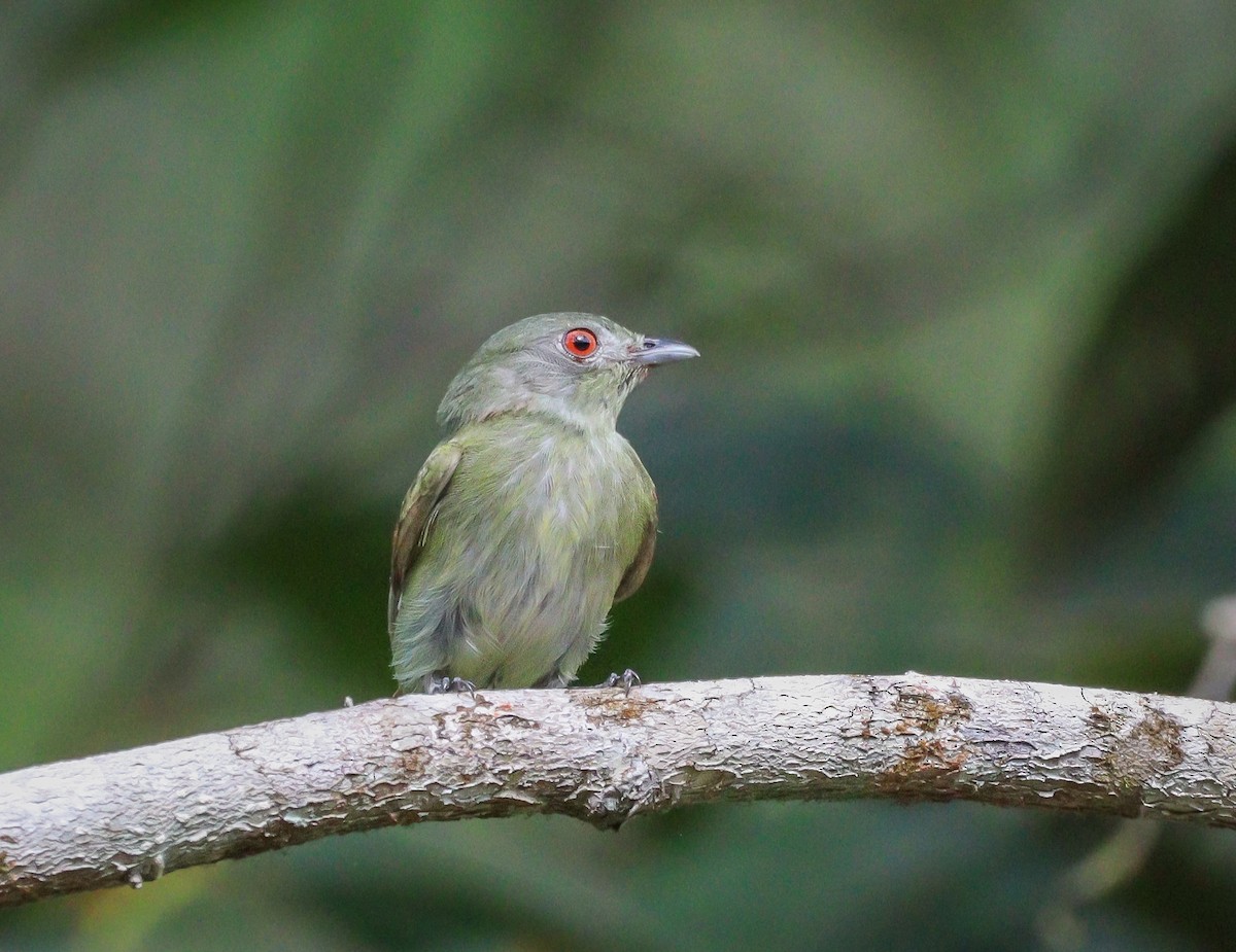 White-crowned Manakin - Elby Anderson A Silva