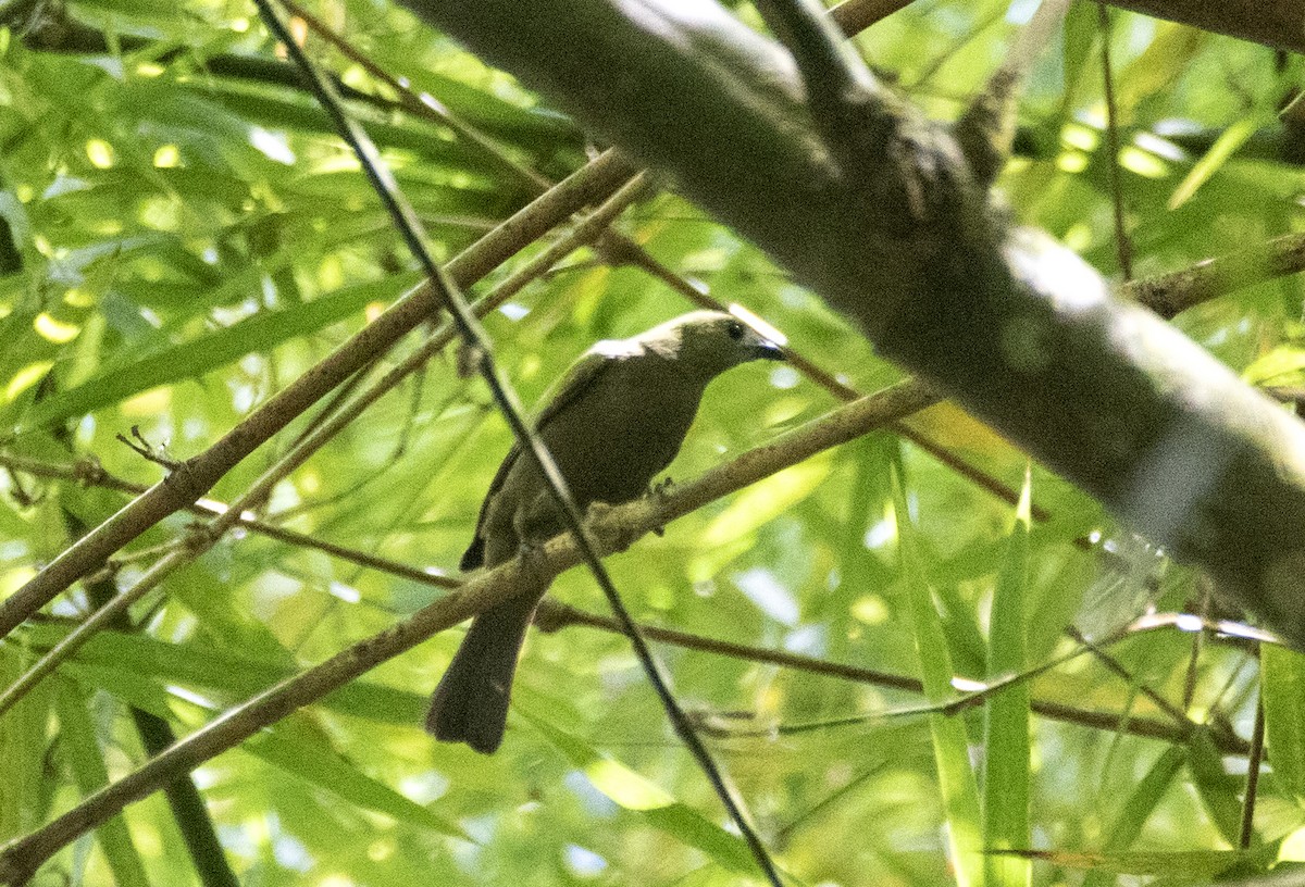 Palm Tanager - ML613713022