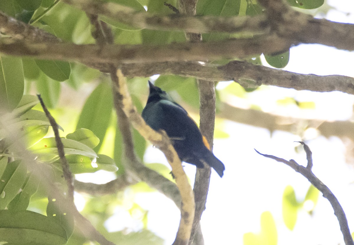 Seven-colored Tanager - ML613713027