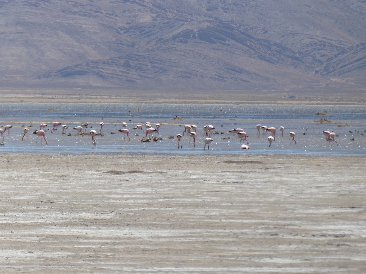 Chilean Flamingo - ML613713045