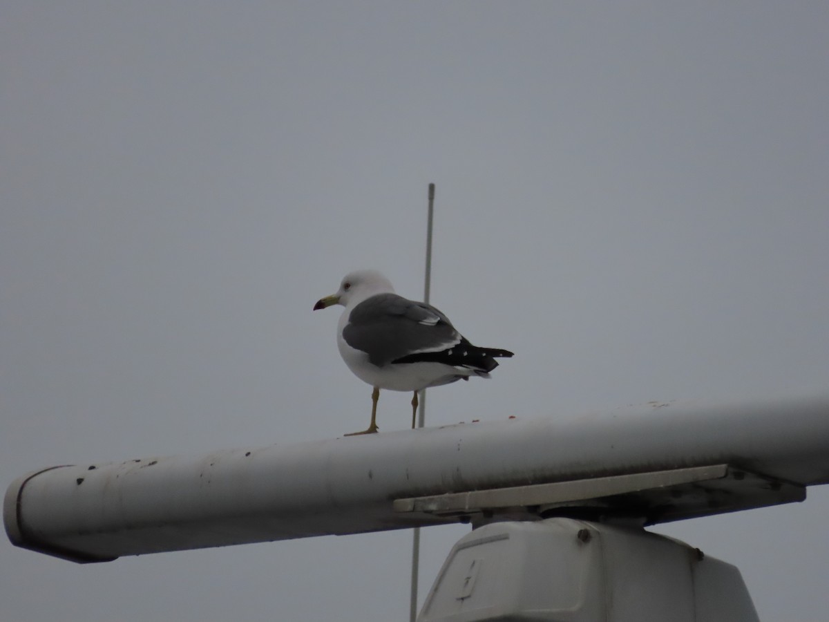 Black-tailed Gull - ML613713221