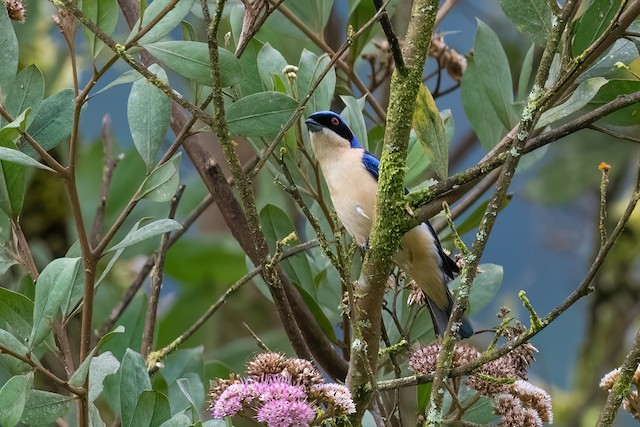 Fawn-breasted Tanager