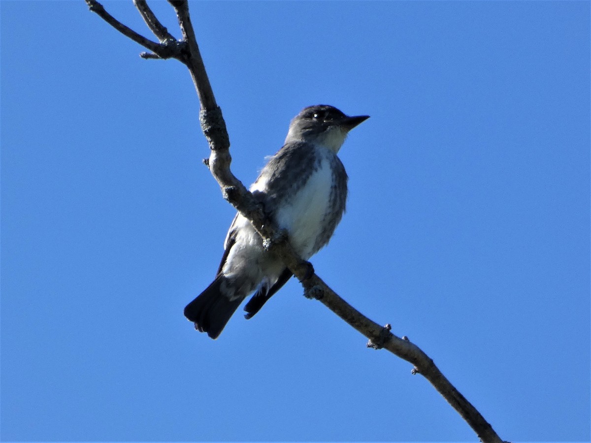 eBird Checklist - 5 Sep 2020 - Jelke Creek Bird Sanctuary - 1 species