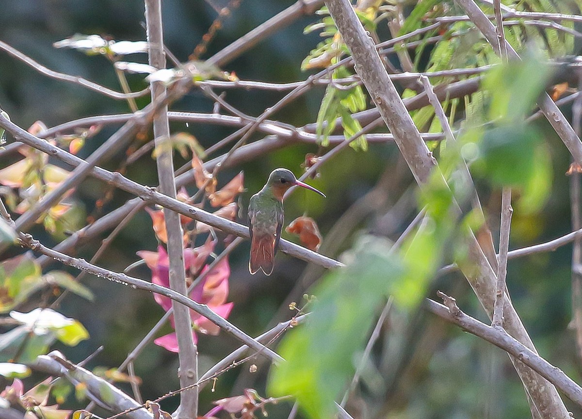 Cinnamon Hummingbird - ML613713413
