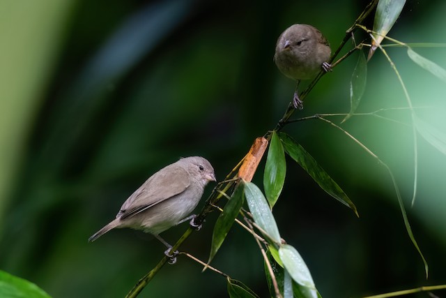 Dull-colored Grassquit