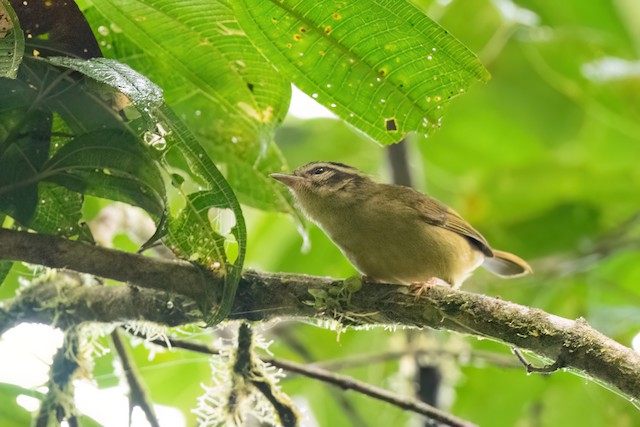 Three-striped Warbler