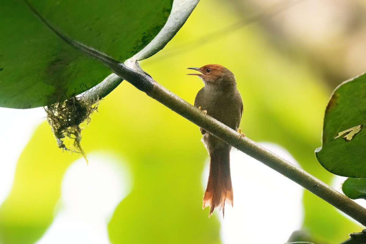 Red-faced Spinetail - ML613713455