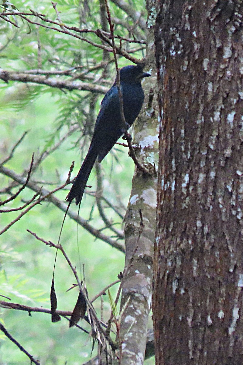 Greater Racket-tailed Drongo - ML613713463