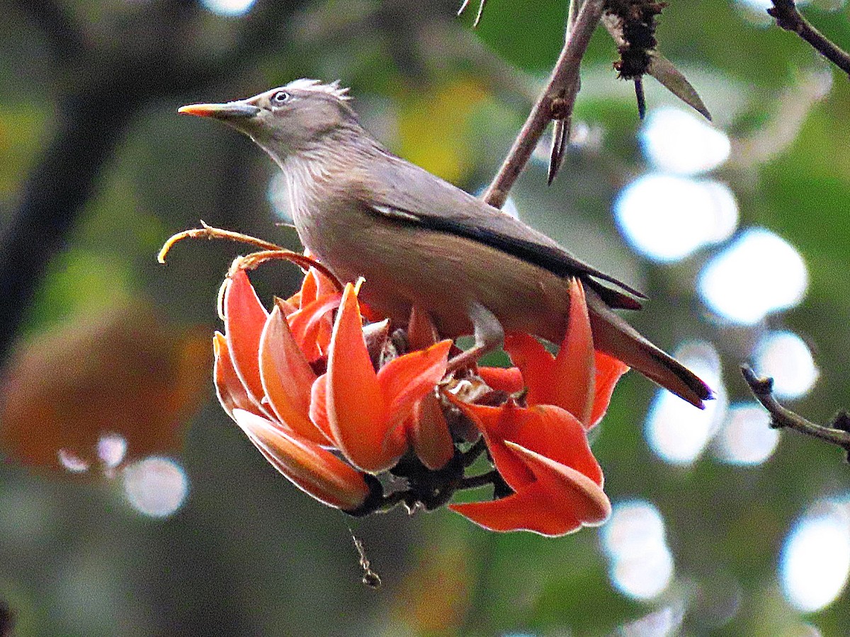 Chestnut-tailed Starling - ML613713470