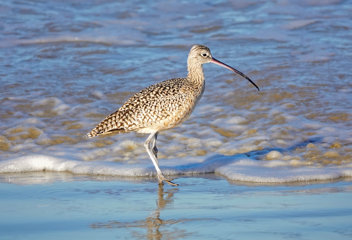 Long-billed Curlew - ML613713600