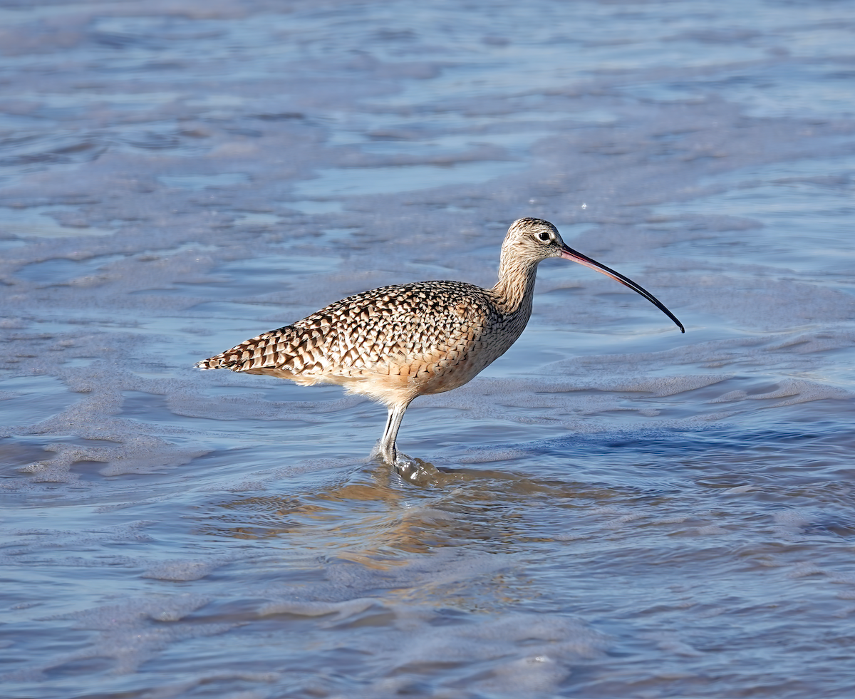 Long-billed Curlew - ML613713601