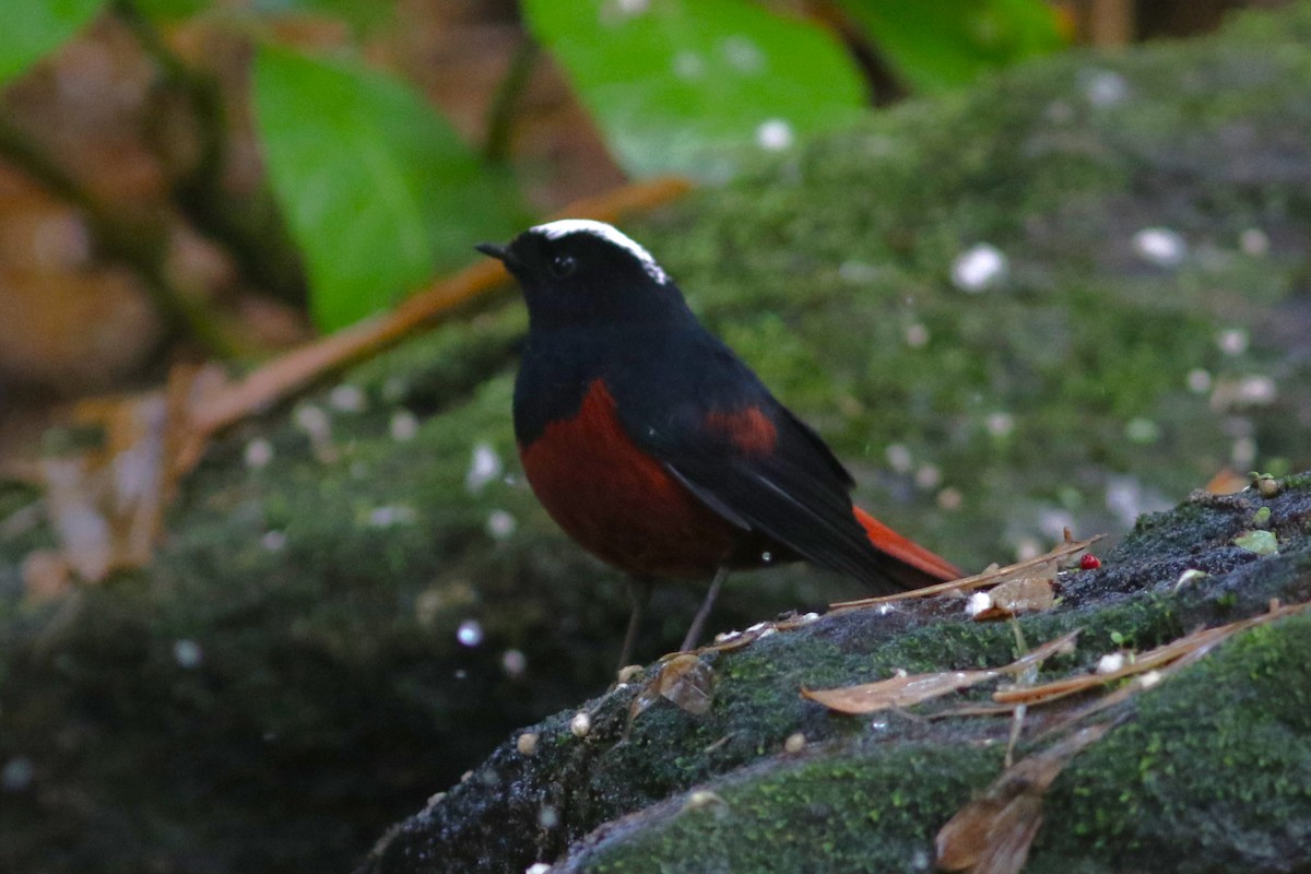 White-capped Redstart at Hydro, Gardens, and Waterfall by Jonathan Pap