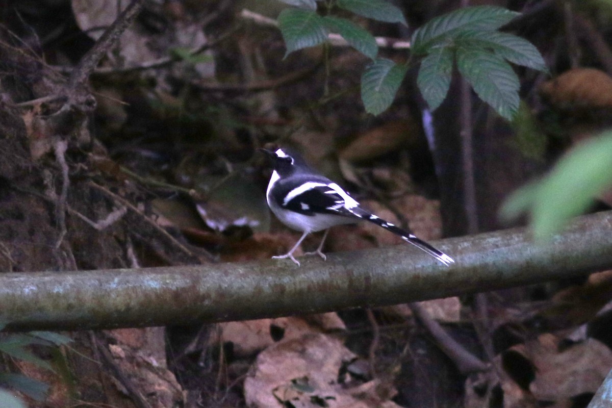 Slaty-backed Forktail at Hydro, Gardens, and Waterfall by Jonathan Pap