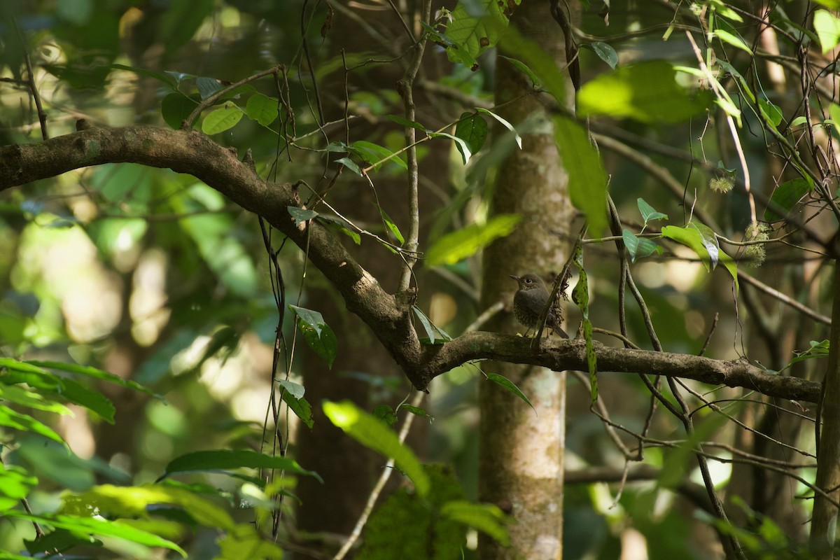 Brown-breasted Flycatcher - ML613713833