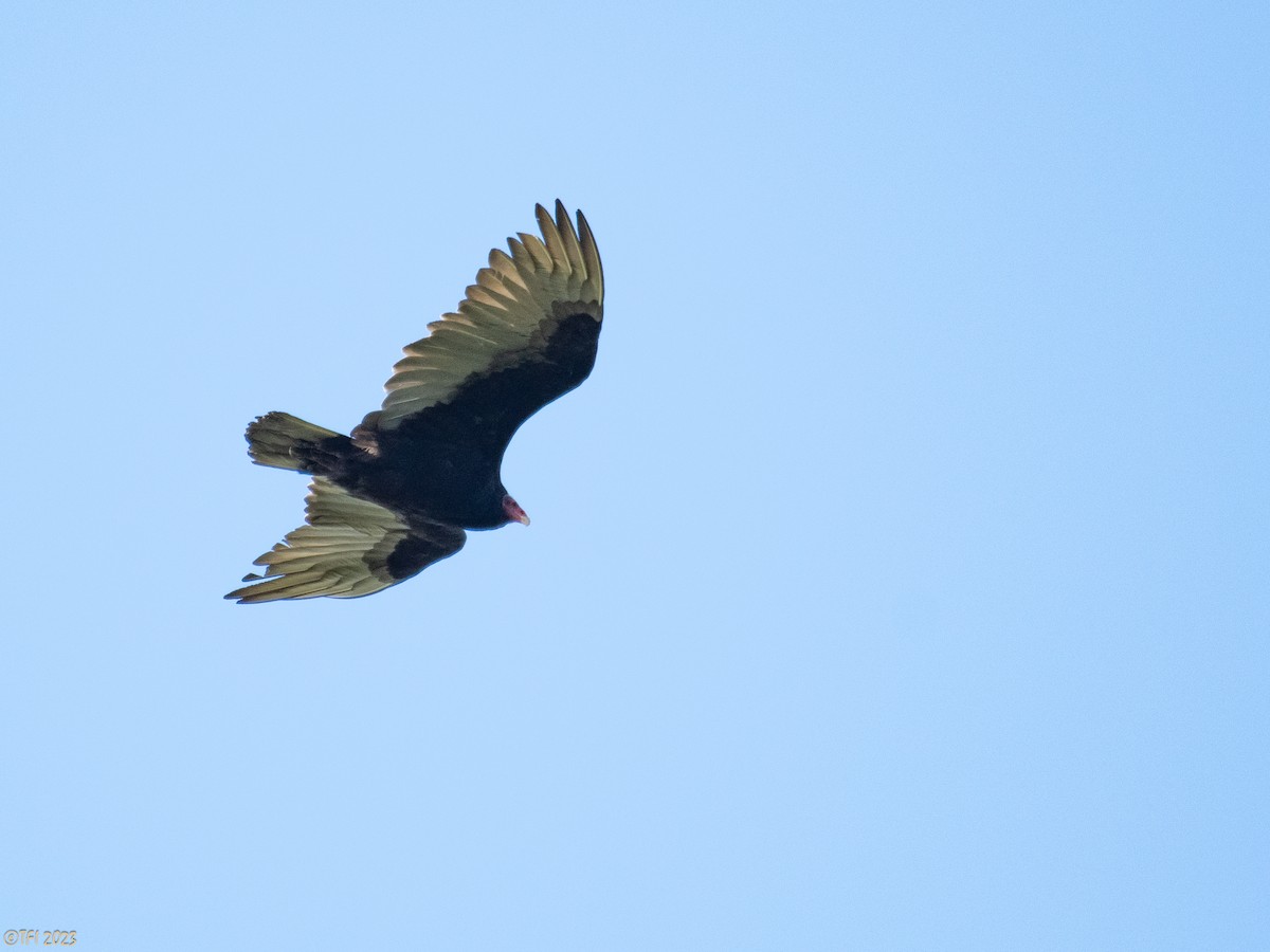 Turkey Vulture - ML613713850