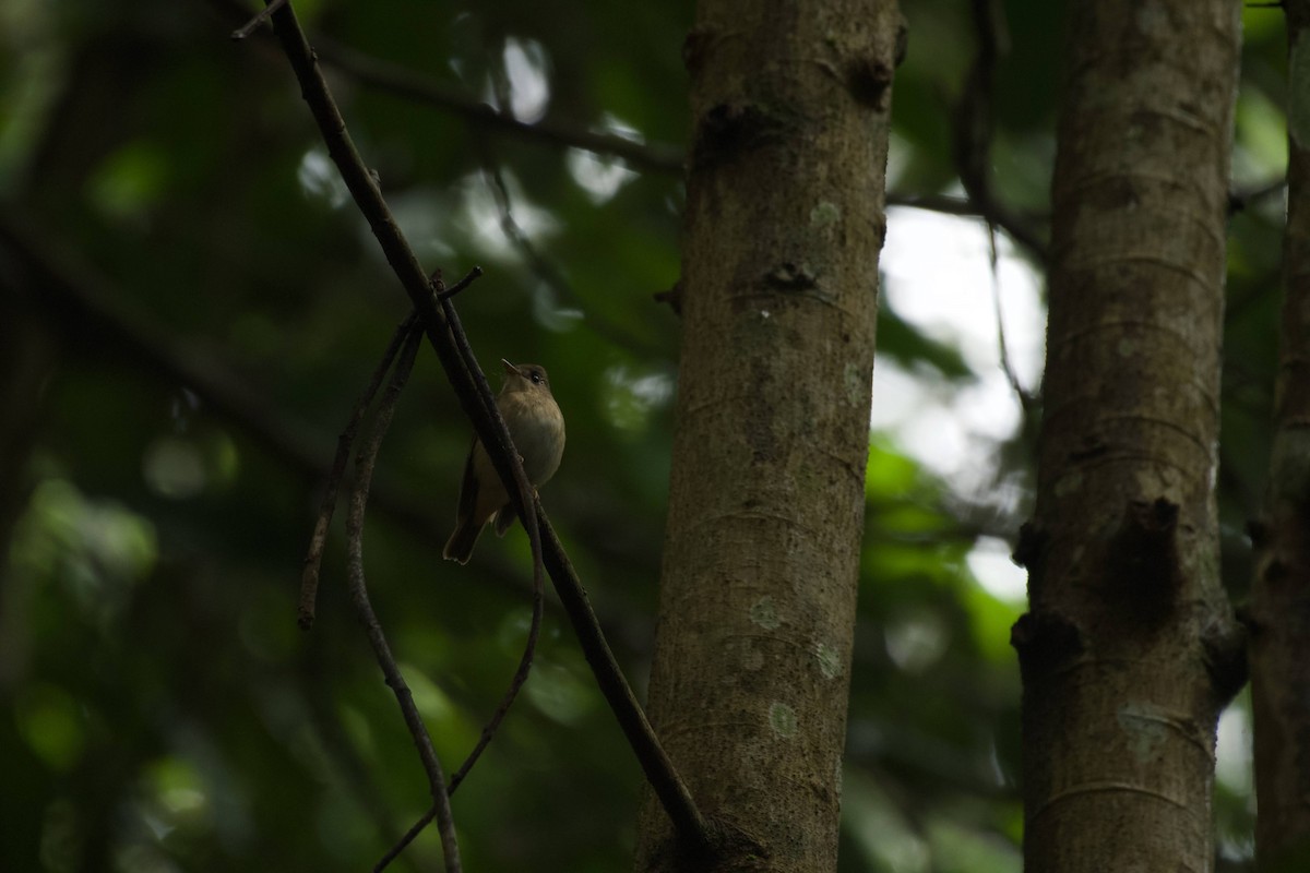 Brown-breasted Flycatcher - ML613713874
