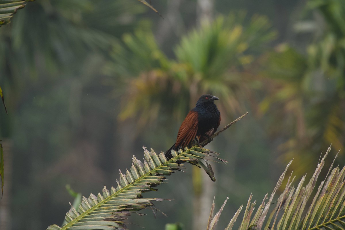 Greater Coucal (Southern) - ML613713901