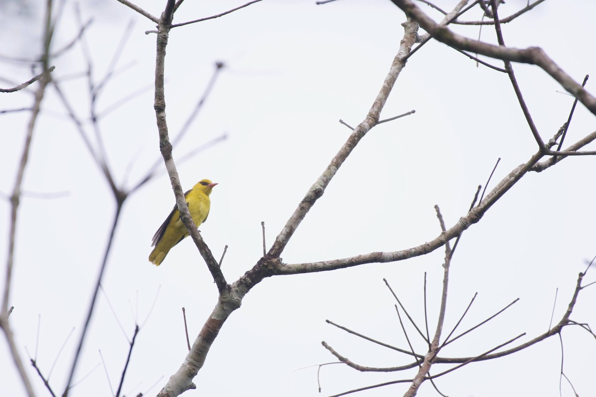 Indian Golden Oriole - ML613714028