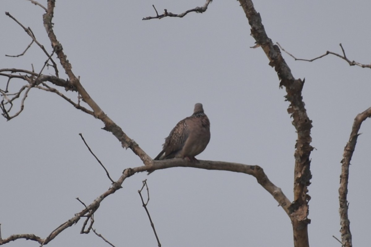 Spotted Dove - Samakshi Tiwari
