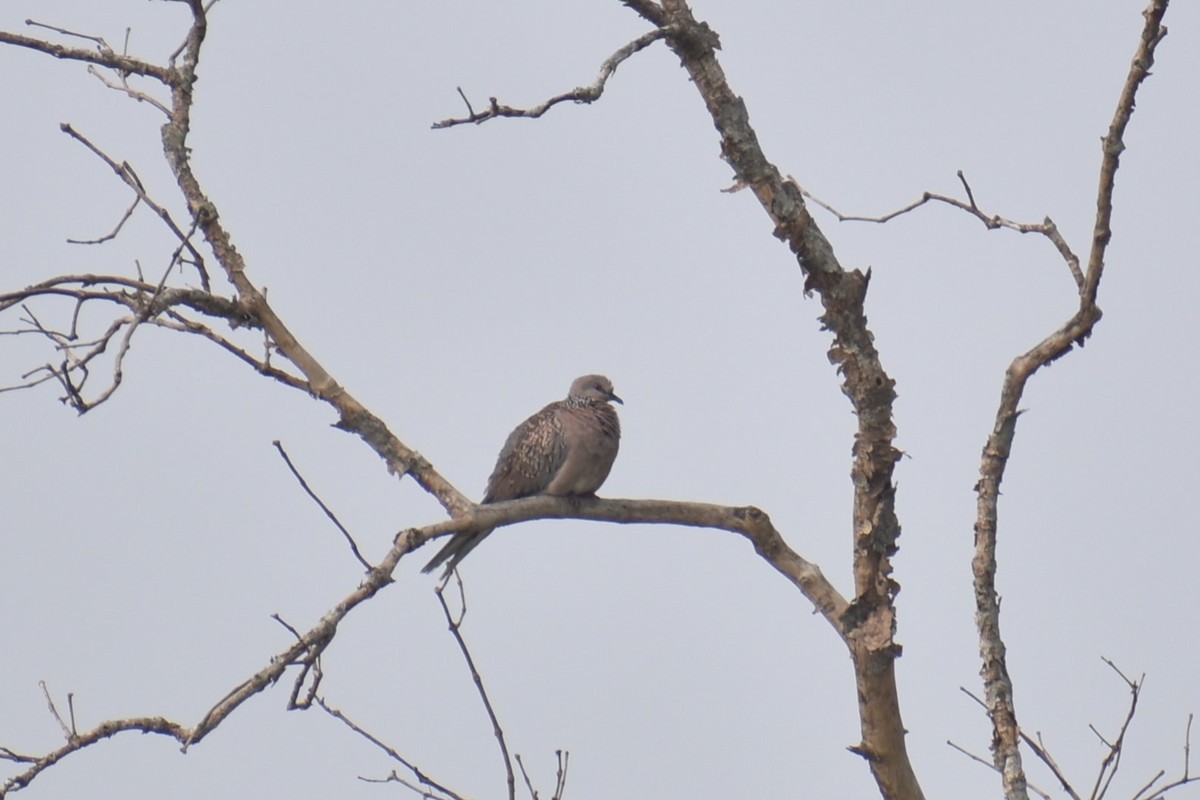 Spotted Dove - ML613714071