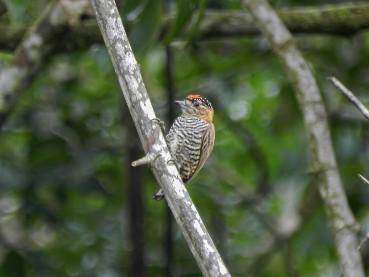 Ochre-collared Piculet - ML613714615