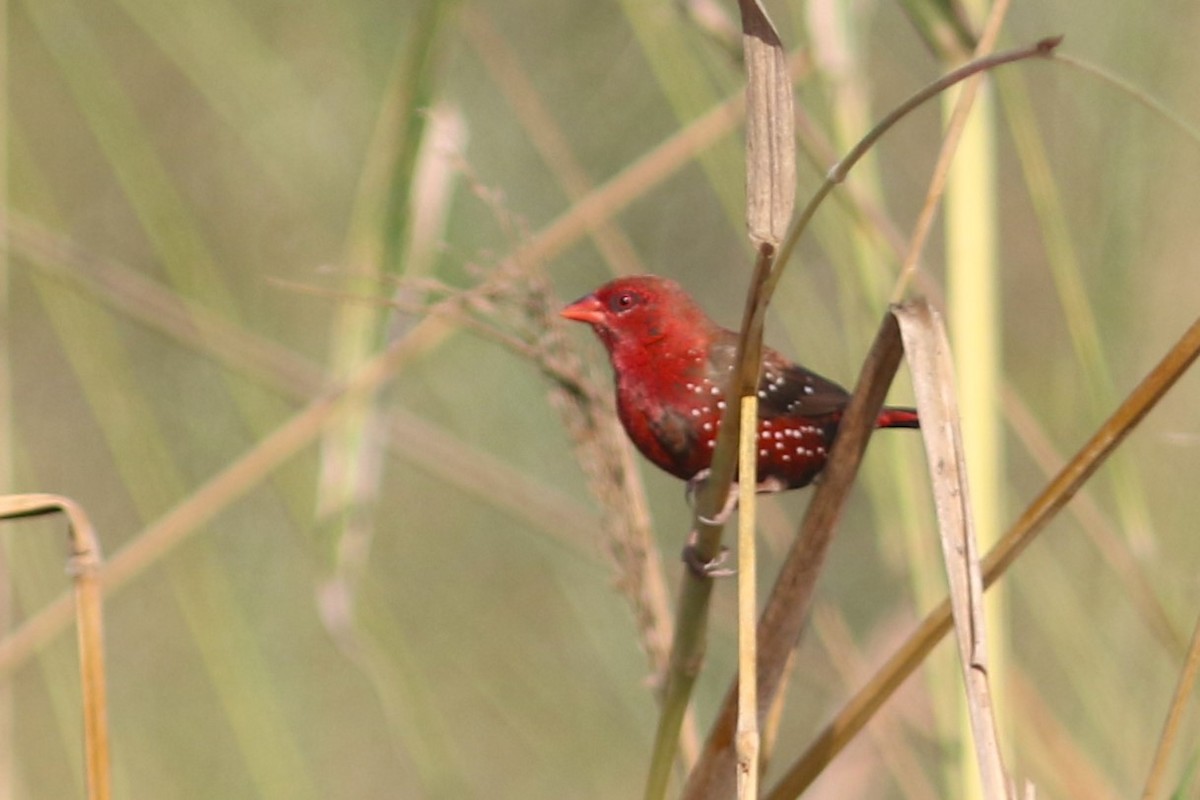 Red Avadavat at Doi Noi scrublands by Jonathan Pap