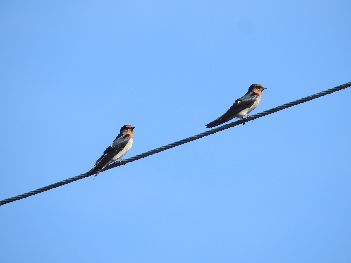 Pacific Swallow - ML613714988