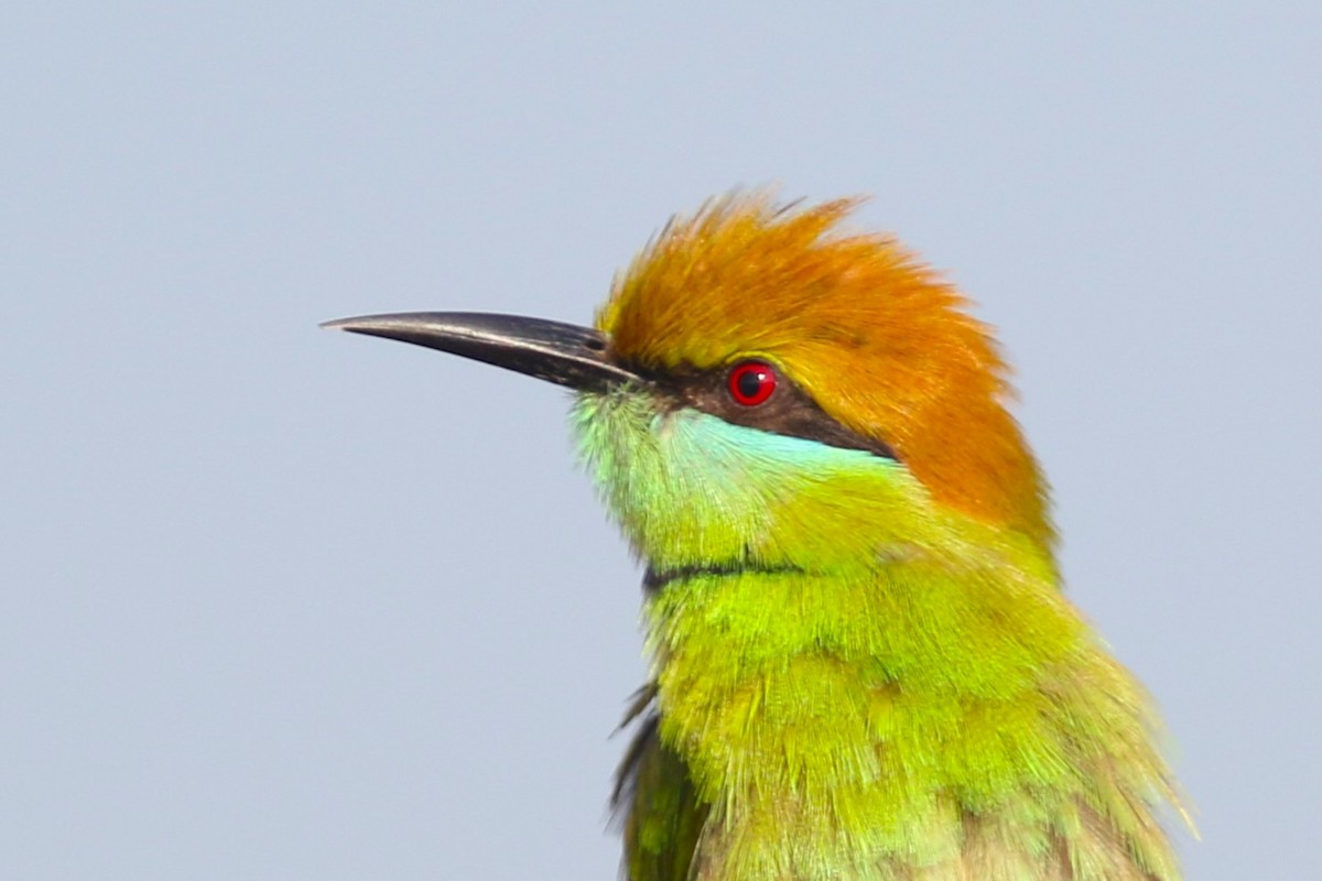 Asian Green Bee-eater at Doi Noi scrublands by Jonathan Pap