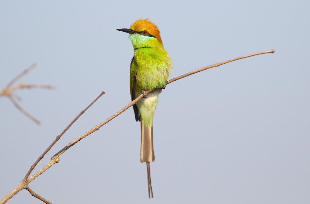 Asian Green Bee-eater at Doi Noi scrublands by Jonathan Pap