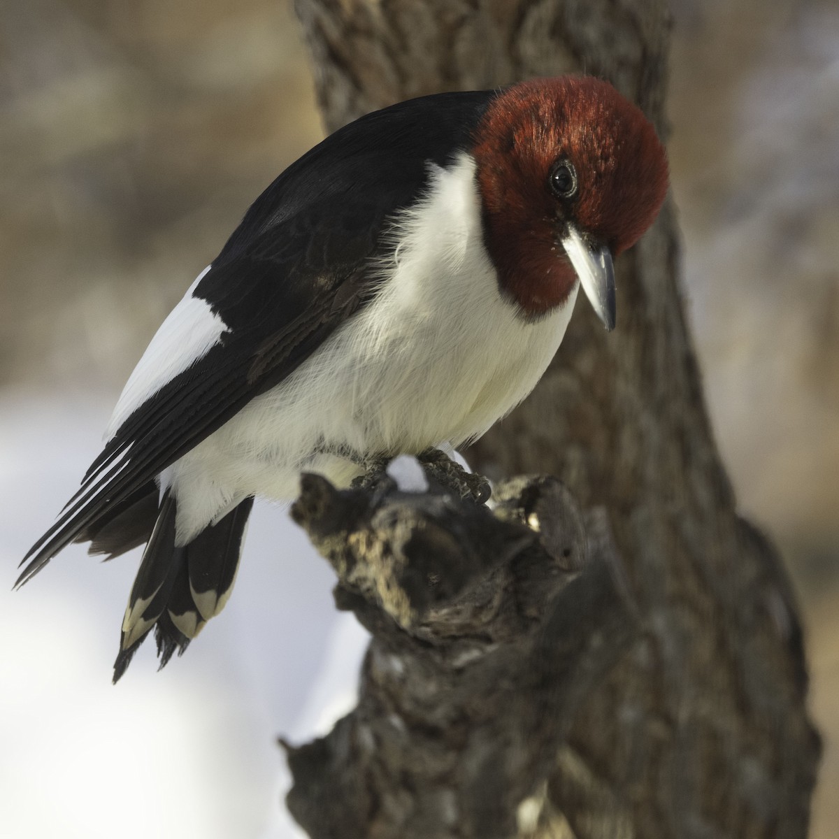 Red-headed Woodpecker - ML613715054