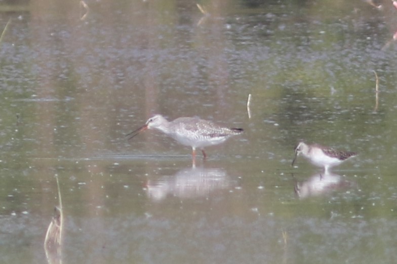 Spotted Redshank - ML613715099