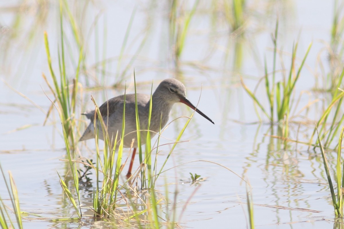 Spotted Redshank at Doi Lo paddies (general area) by Jonathan Pap