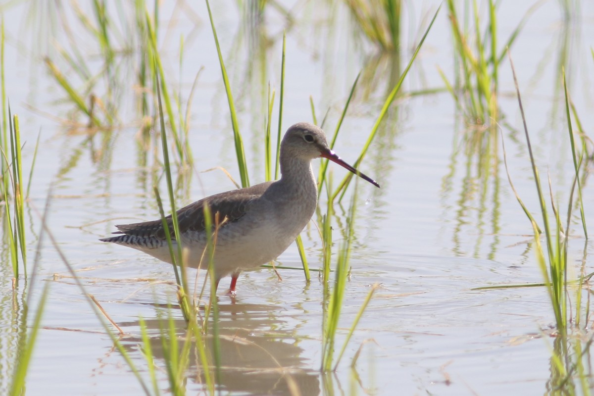 Spotted Redshank - ML613715101