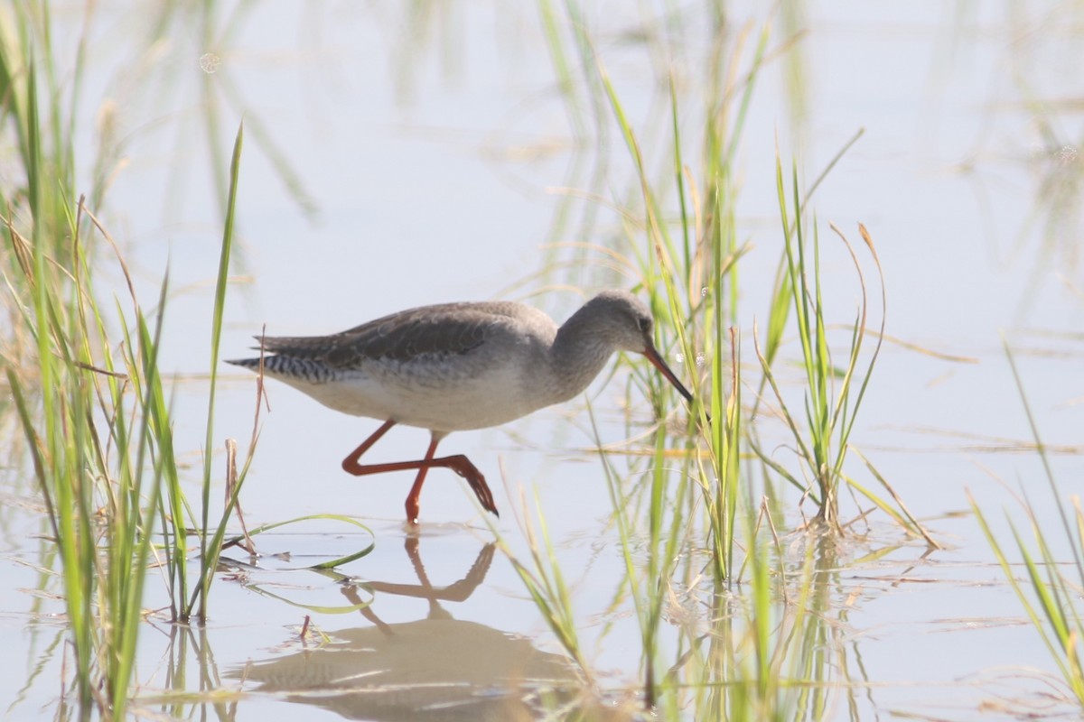 Spotted Redshank - ML613715102