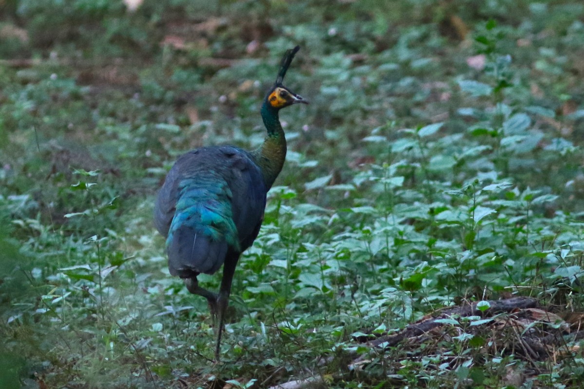 Green Peafowl at Roadside Pond by Jonathan Pap