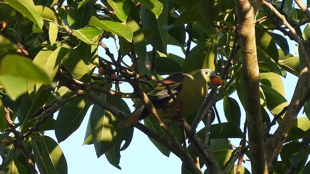 Thick-billed Green-Pigeon - ML613715213