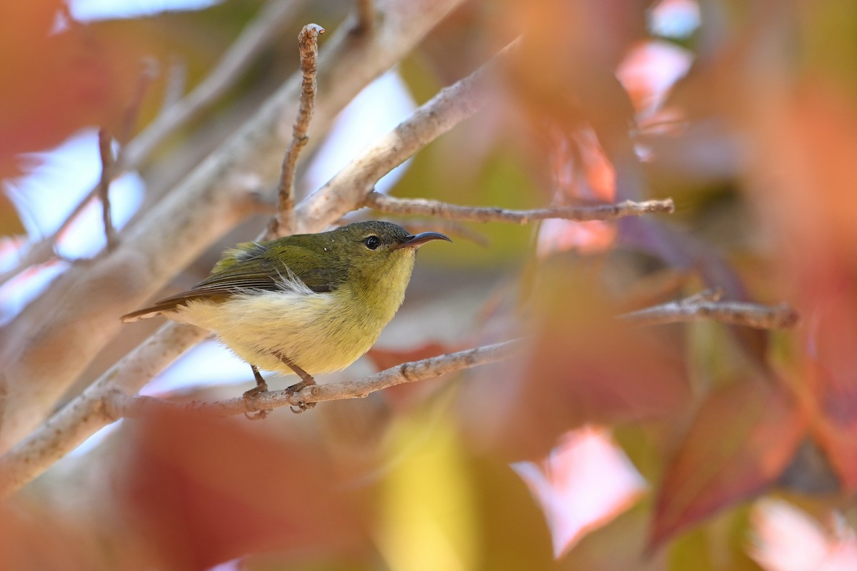 Fork-tailed Sunbird (Fork-tailed) - ML613715249