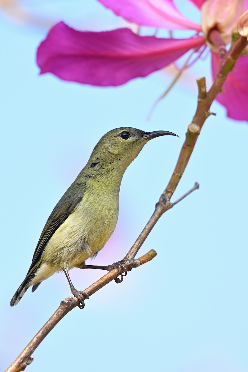 Fork-tailed Sunbird (Fork-tailed) - ML613715252